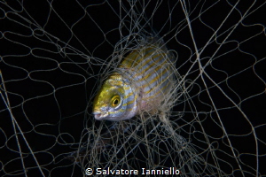 Help by Salvatore Ianniello 